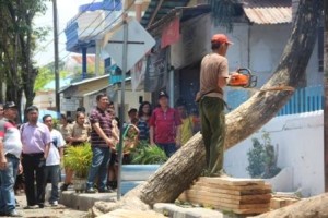 tebang pohon