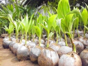 Bibit Kelapa