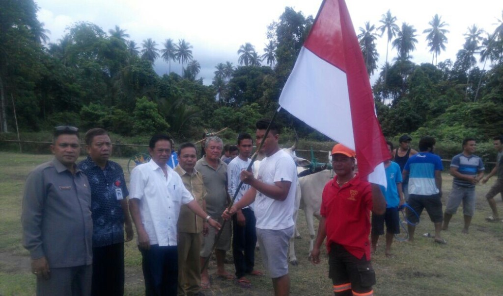 Meriahkan HUT Minut, IPMU Sukses Gelar Roda Sapi Pacu