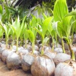 Bibit Kelapa