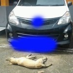 Doger, Pencurian anjing