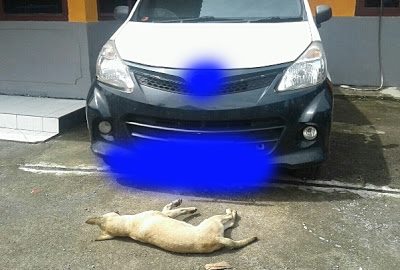Ditangkap Doger Anjing,Polsek Tombatu Amankan Sebuah Mobil Sewa