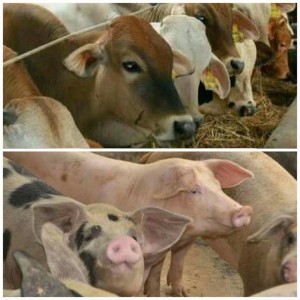 Tahun 2017, BPBRT Fokus ke Ternak Babi dan Sapi Perah