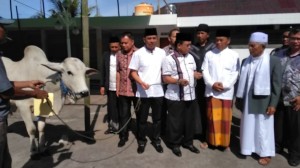 Idul Adha, Pemkab Minahasa Salurkan 11 Ekor Sapi