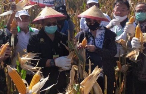 Bupati VAP Dampingi Mentan RI Panen Jagung Di Minut