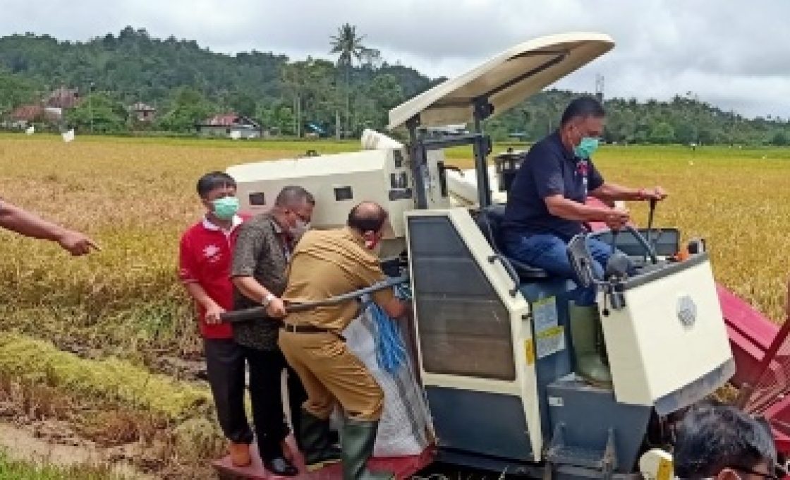 Olly Dondokambey Panen Padi Bersama Petani di Kakas