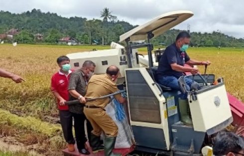 Olly Dondokambey Panen Padi Bersama Petani di Kakas