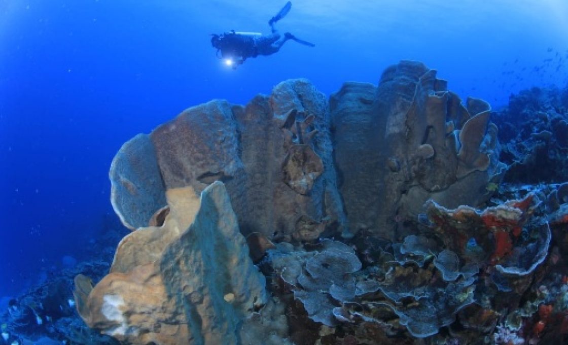 Bawah Laut Bolsel, Indah Bagi Penyelam, Terdapat 22 Spot