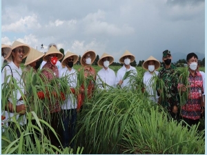 BSG Launching KUR “Bohusami Bakobong” di Minahasa