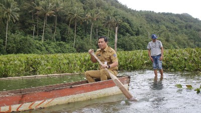 Wagub Steven Kandouw Sidak Pembersihan Eceng Gondok, di Danau Tondano