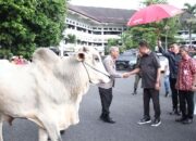 Gubernur Sulut Serahkan 137 Ekor Sapi Untuk Hewan Kurban