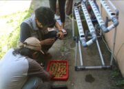 Mahasiswa KKN-PPM UGM Niskala Likupang Perkenalkan Sistem Penanaman Hidroponik Kepada Masyarakat Desa Marinsow