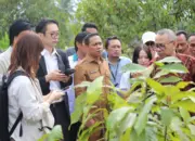Wow, Komoditi Kakao dan Gula Aren Kotamobagu Dilirik Jepang dan AS