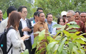 Wow, Komoditi Kakao dan Gula Aren Kotamobagu Dilirik Jepang dan AS