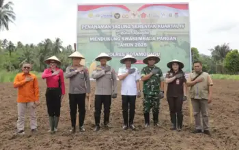 tanam jagung kotamobagu1