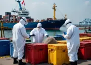 Petugas Temukan CN Ilegal di Pelabuhan Bitung, Sopir Truk Ditahan