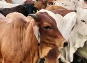 Idul Adha di Kotamobagu, Dari Keikhlasan hingga 567 Hewan Qurban