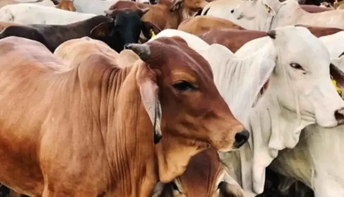 Idul Adha di Kotamobagu, Dari Keikhlasan hingga 567 Hewan Qurban