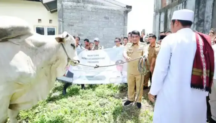 Gubernur Yulius Selvanus Antar Langsung Bantuan Sapi Kurban Presiden di Bolmong
